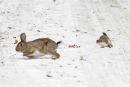 stoat chasing Rabbit 3 